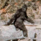 A purported image of Bigfoot, from a 1967 film taken by Roger Patterson and Robert Gimlin. They insisted on its authenticity, although observers speculate it may be a man in a gorilla costume.